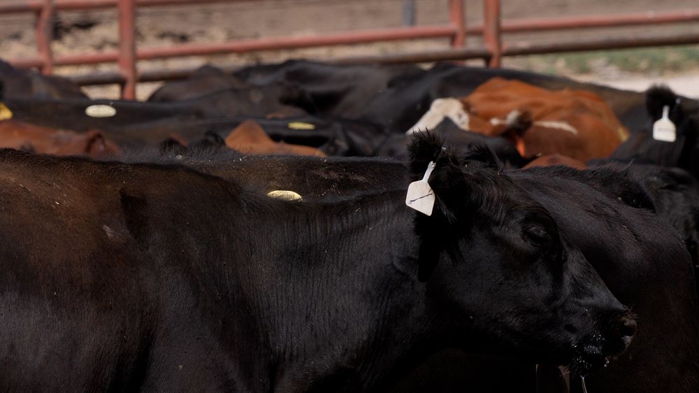 Cattle, farm industry.