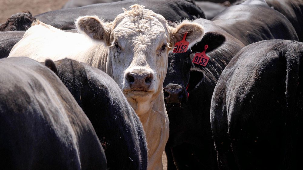 Cow, farm animal portrait. 