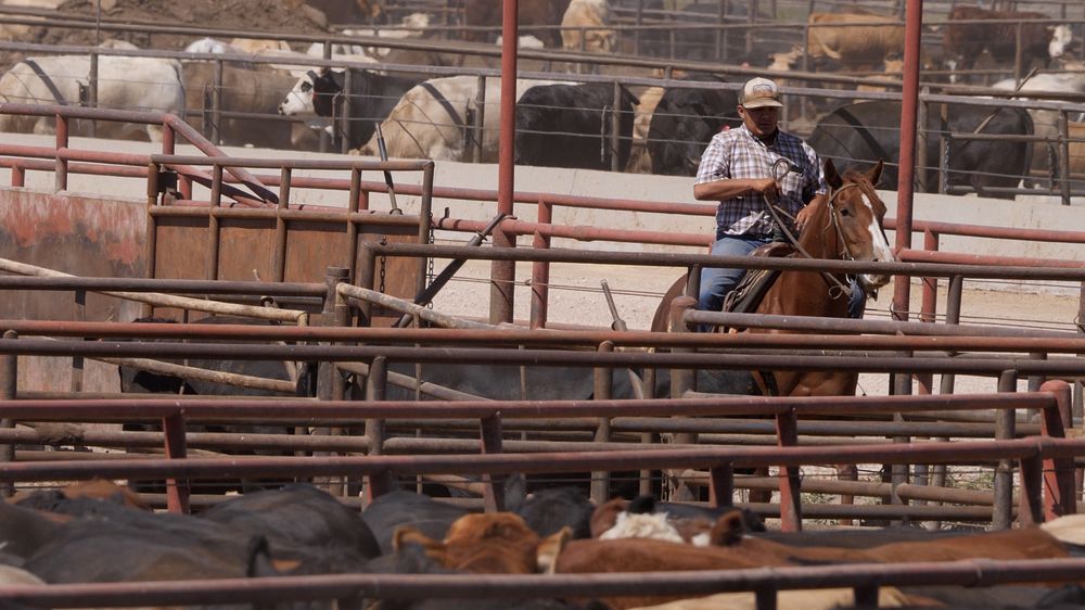 USDA Agricultural Marketing Service Livestock & Poultry Programs Training Coordinator Jodie Pitcock visits Dawn Cattle…