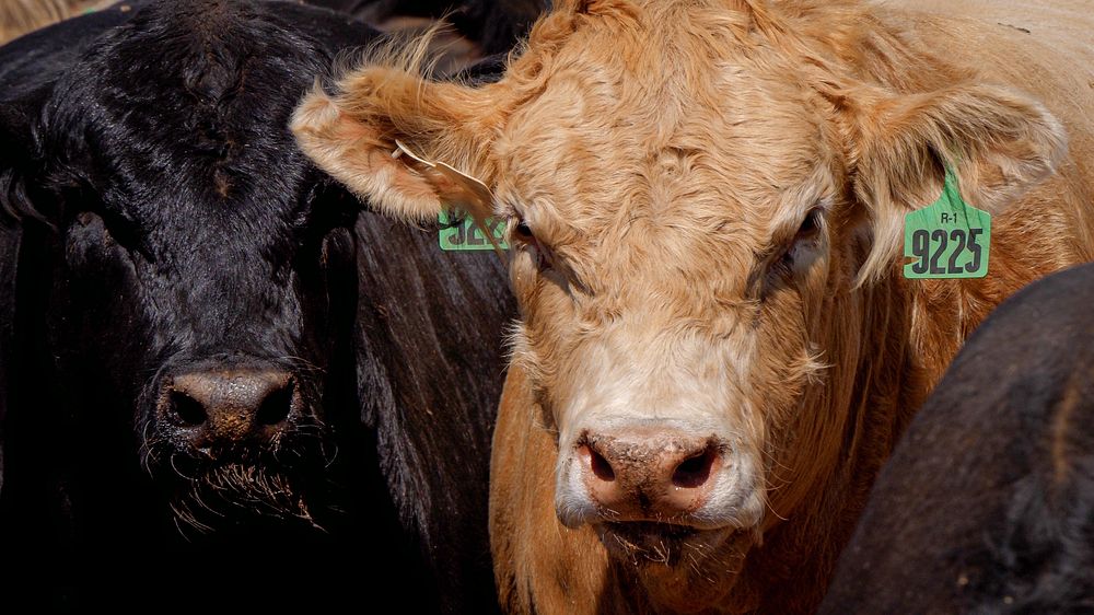 Cattle face, closeup shot.