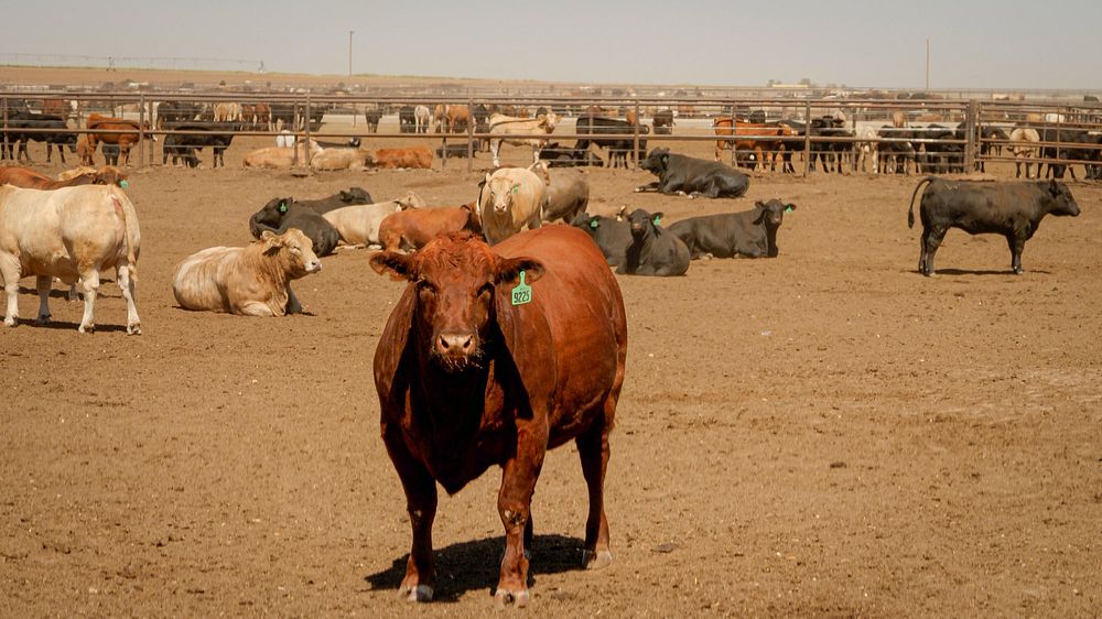 USDA Agricultural Marketing Service Livestock & Poultry Programs Training Coordinator Jodie Pitcock visits Dawn Cattle…