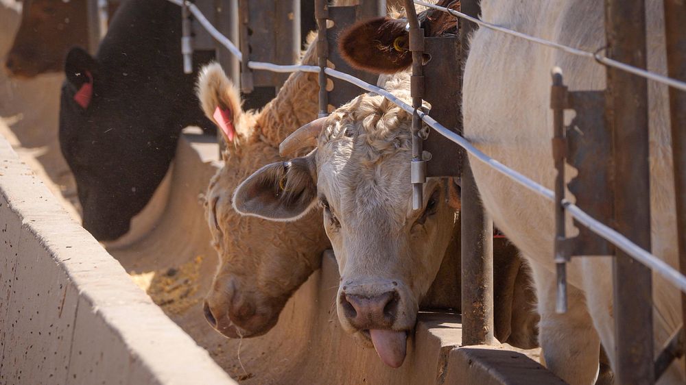 Cattle Feeders, farm animal.