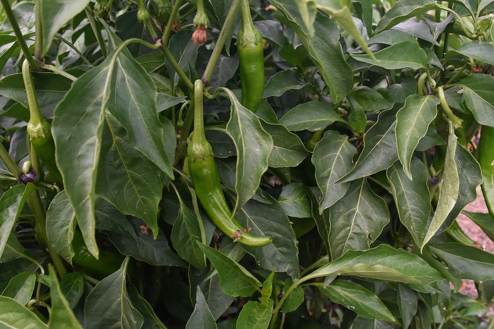 Pepper at the Ilsa and Rey Garduño Agroecology Center People's Garden