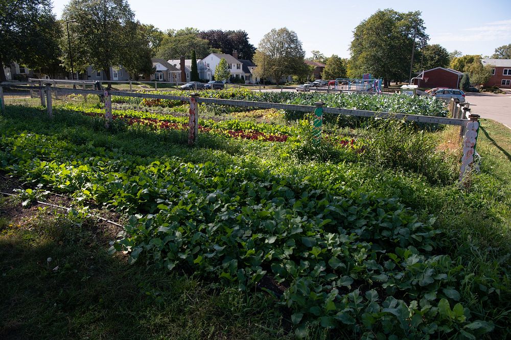 3rd and Maria Garden, owned, tended and harvested by the Urban Roots organization is St-Paul, Minnesota, on Sept. 29…