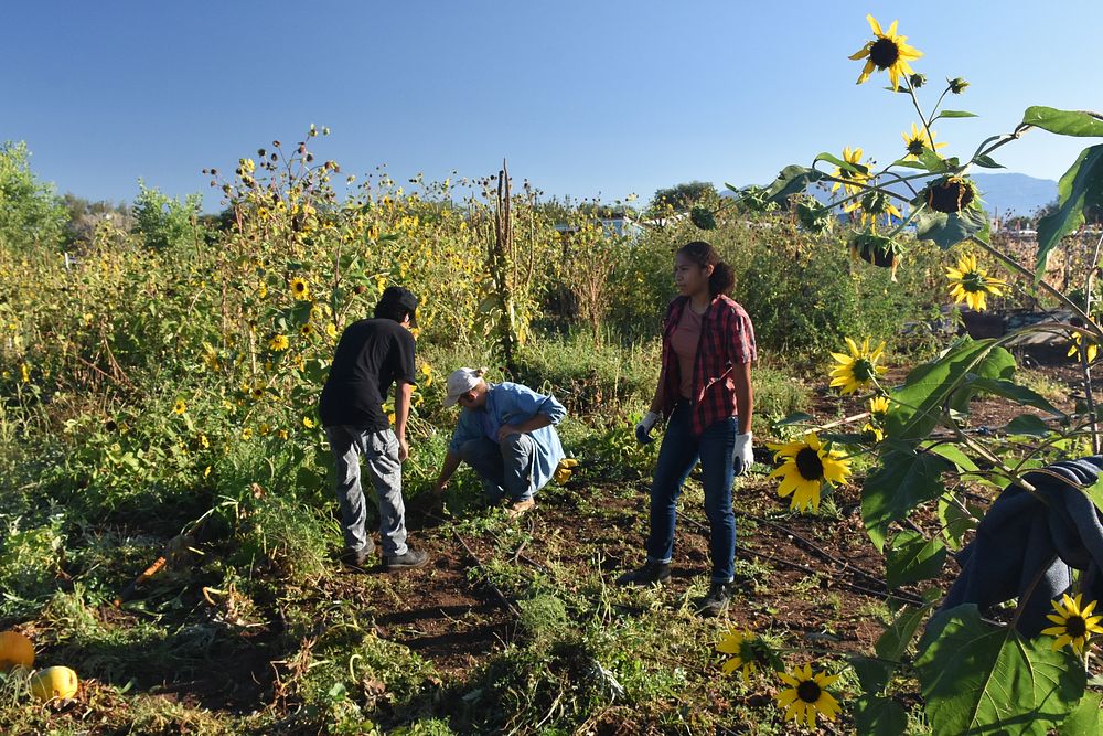 Volunteer Garden Workers from SouthWest Organizing Project at the Ilsa and Rey Garduño Agroecology Center PGI 4