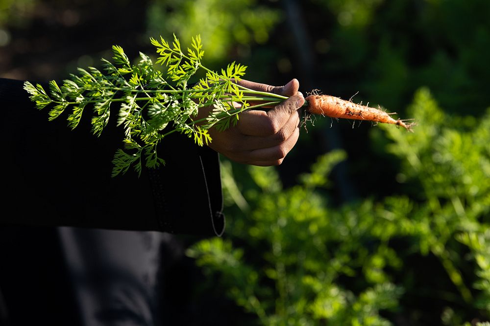 Farmer harvesting carrots.