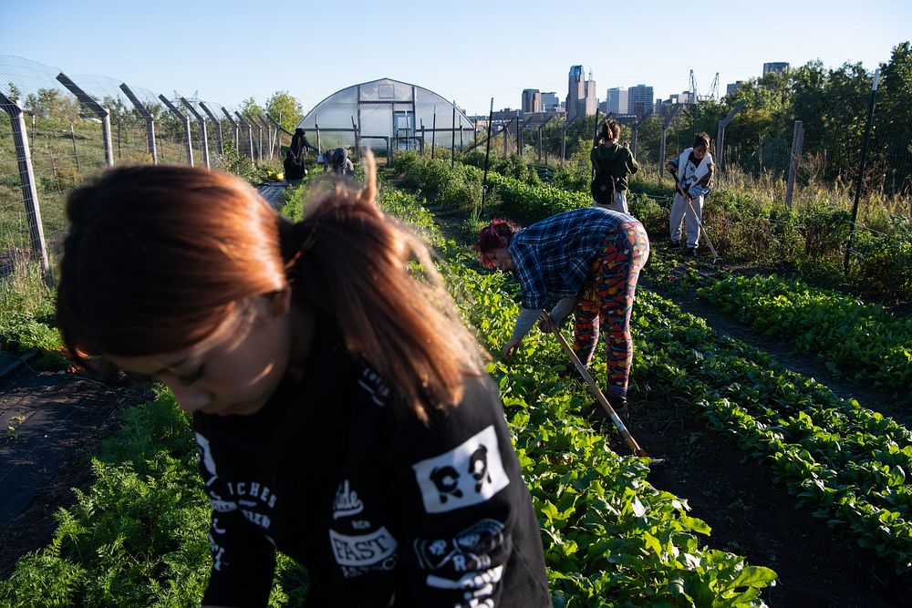 Market Garden youth interns tend to small-crop production at the Rivoli Bluffs Farm in St-Paul, Minnesota, Sept. 28…
