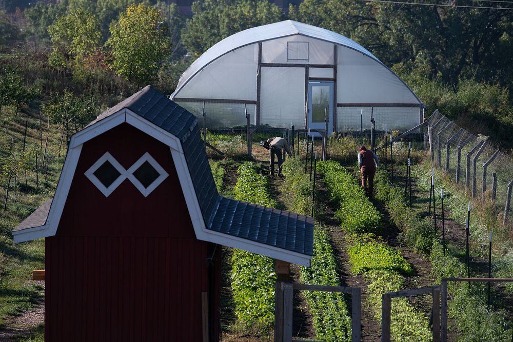 The Rivoli Bluffs Farm stands on the east side of St-Paul, Minnesota. The small-crop farm is used and tended by the Urban…