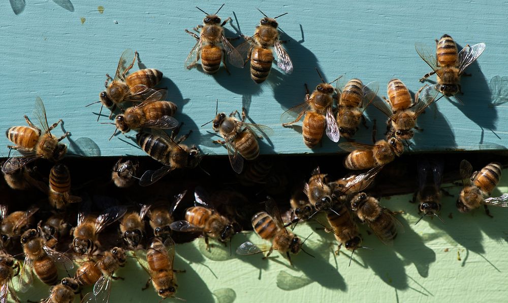 Beehives and bees.