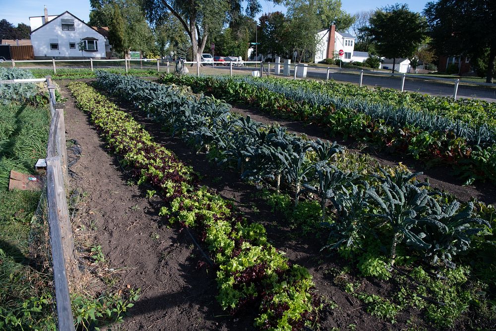 First Covenant garden, owned, tended and harvested by the Urban Roots organization in St-Paul, Minnesota, on Sept. 28…