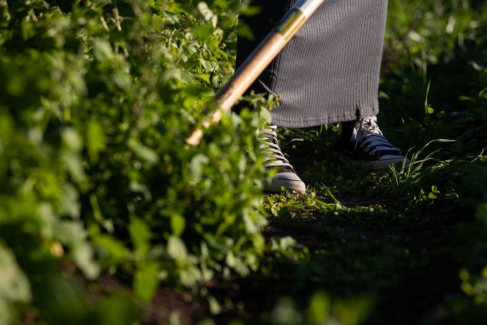 Harvesting organic vegetable.