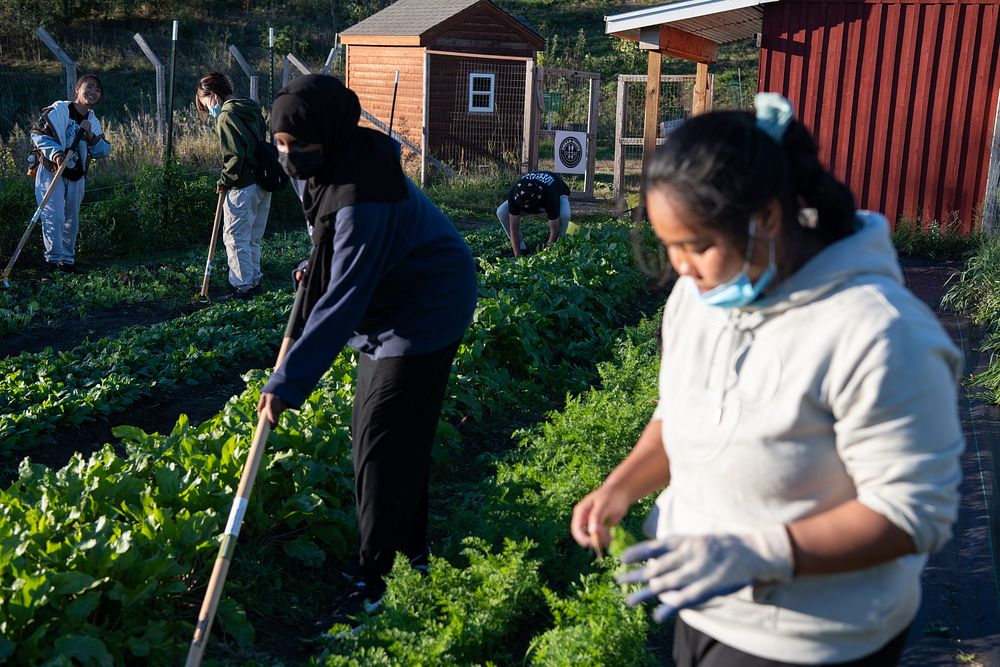 Market Garden youth interns tend to small-crop production at the Rivoli Bluffs Farm in St-Paul, Minnesota, Sept. 28…