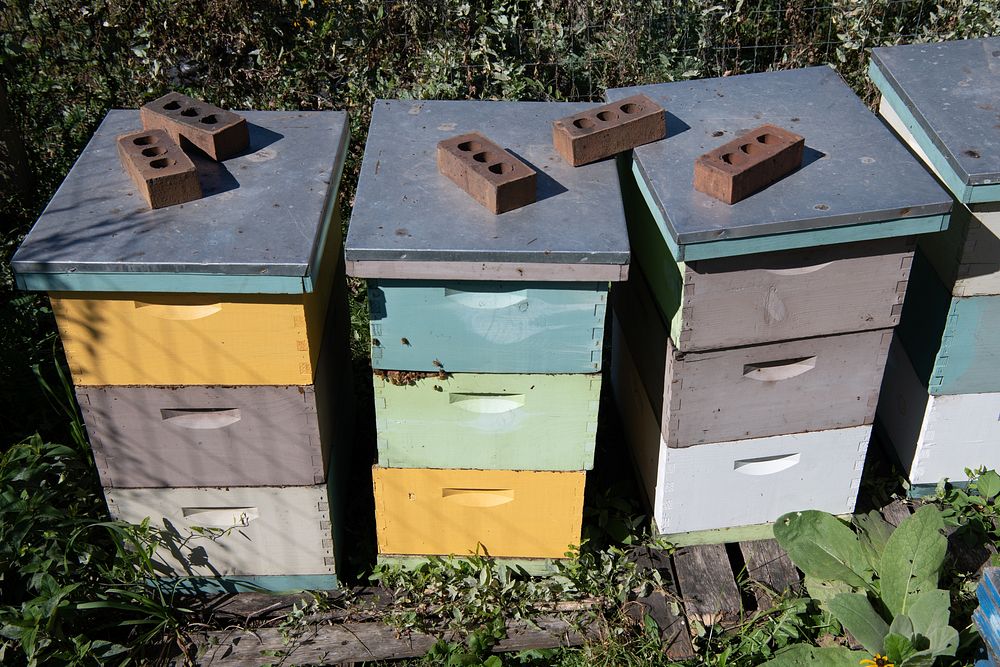Beehives and bees farm.