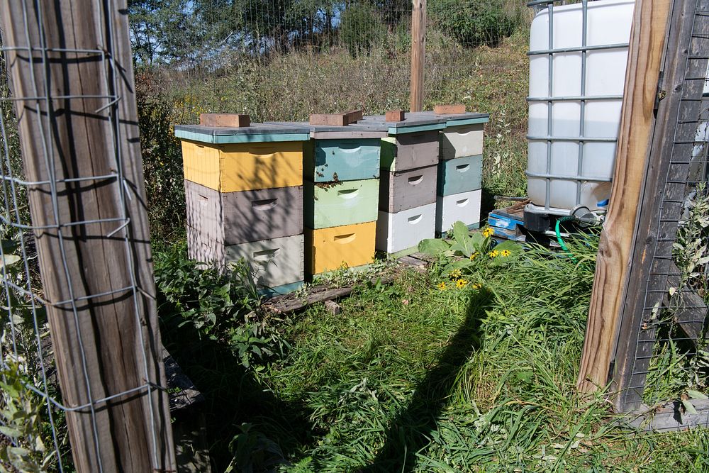 Beehives and bees can be seen at the Rivoli Bluffs Farm in St-Paul, Minnesota on Sept. 29, 2022. Conservation youth from the…
