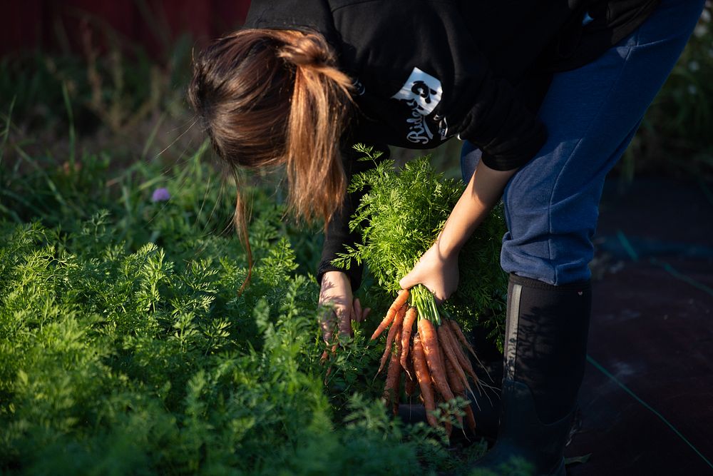 Farmer harvesting carrots.