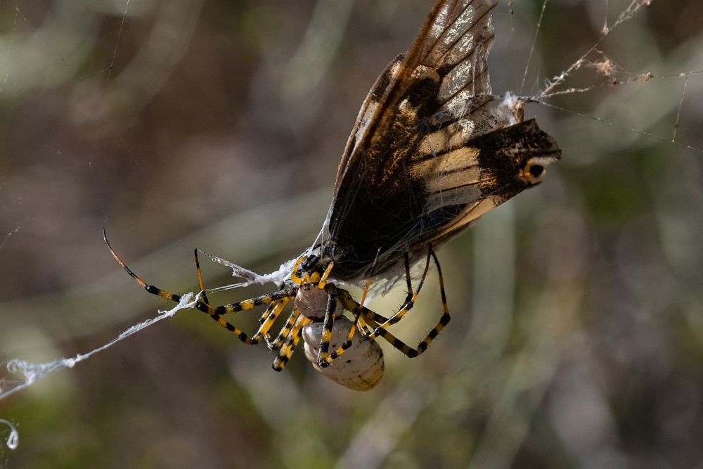 Spider and its catchA banded garden spider (Argiope trifasciata) catches a Desert black swallowtail (Papilio polyxenes…
