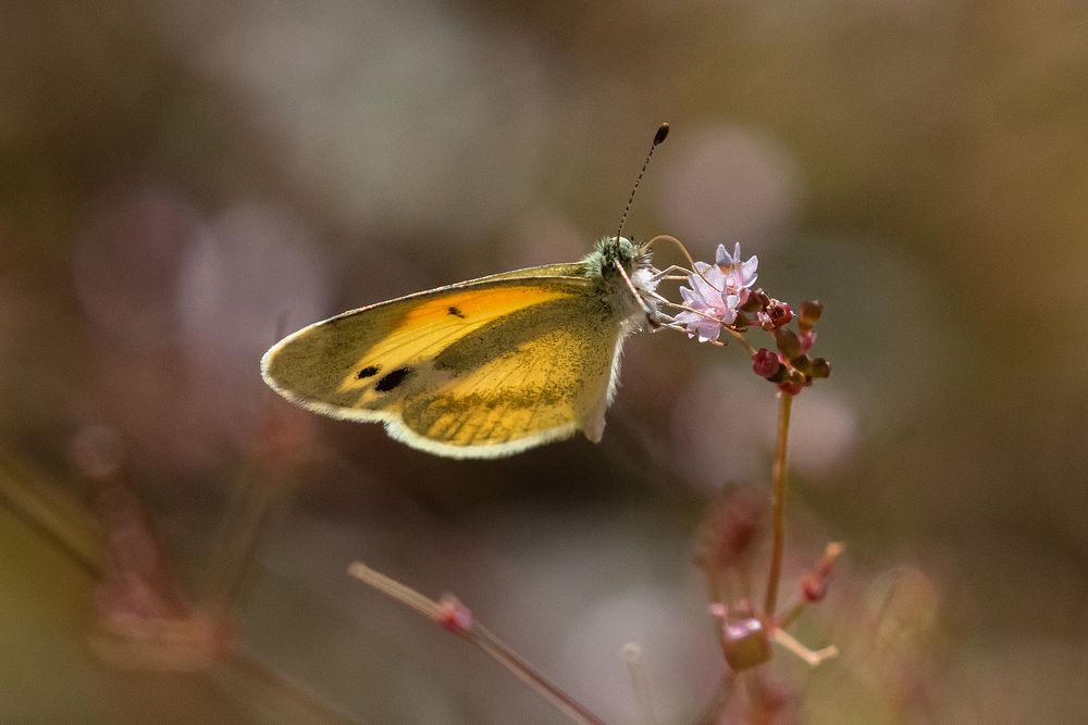 Dainty Sulphur Butterfly (Nathalis iole) nectaring on wildflower during fall butterfly count NPS Photo/ Carmen Aurrecoechea…