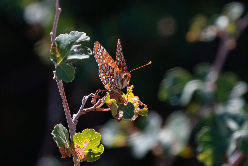 Variable checkerspot (Euphydryas chalcedona corralensis) during fall butterfly count NPS Photo/ Carmen Aurrecoechea Alt…