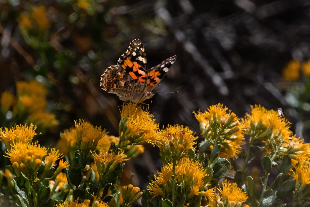 Painted Lady ButterflyPainted Lady (Vanessa cardui) nectaring on goldenbush during fall butterfly count NPS Photo/ Carmen…