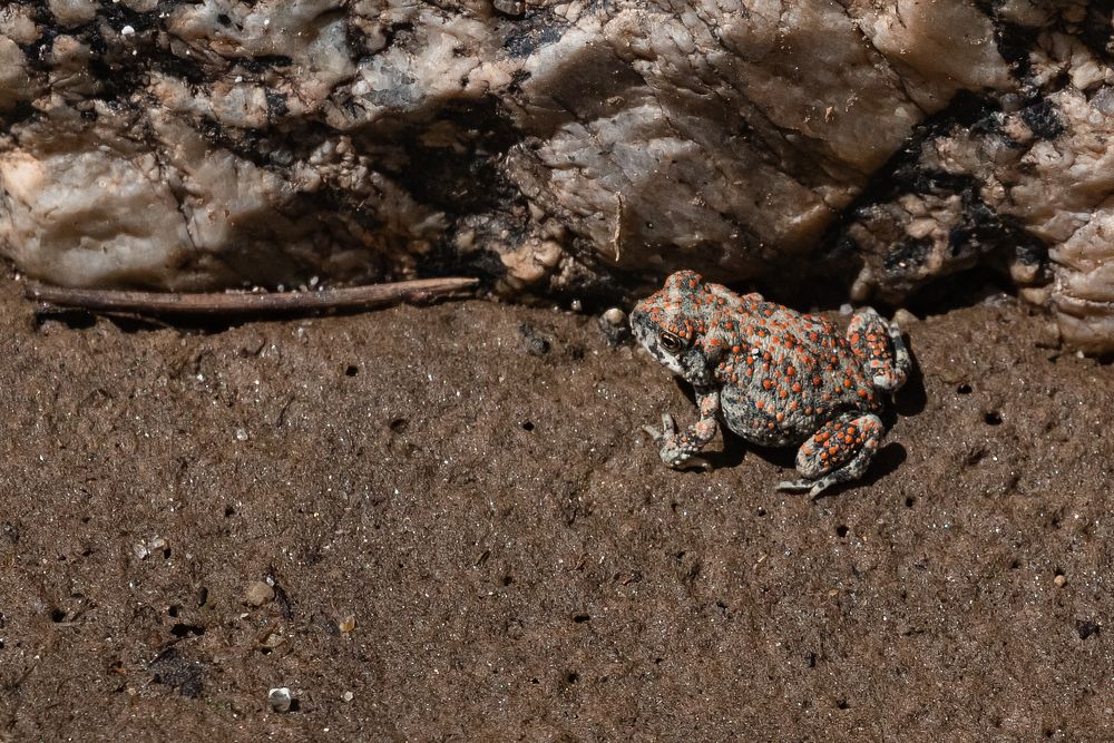 Amphibians at Indian Cove NPS Photo/ Carmen Aurrecoechea Alt Text: A light gray toad with vivid orange spots covering its…