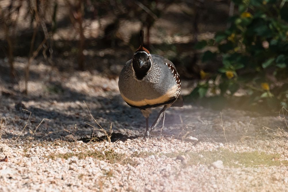 Gambel's quail (Callipepla gambelii) foraging NPS Photo/ Carmen Aurrecoechea Alt text: Small, round, gray bird with reddish…