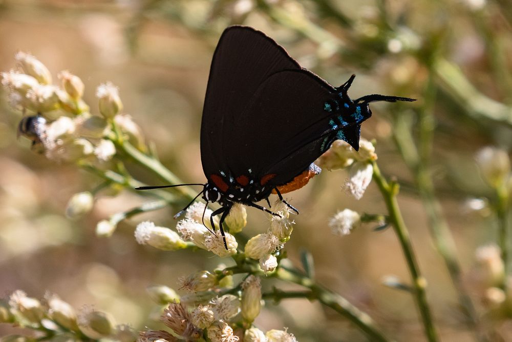 Great purple hairstreakGreat purple hairstreak (Atlides halesus) nectaring on baccharis during fall butterfly count NPS…