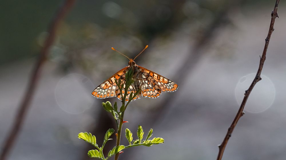 Variable checkerspot (Euphydryas chalcedona corralensis) during fall butterfly count NPS Photo/ Carmen Aurrecoechea Alt…