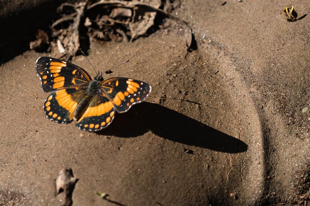 California patch (Chlosyne californica) butterfly during fall butterfly count NPS Photo/ Carmen Aurrecoechea Alt text: An…