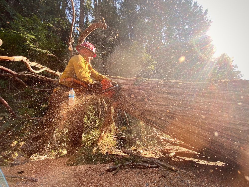 Tree Removal. A sawyer removes a large tree from the road. Original public domain image from Flickr