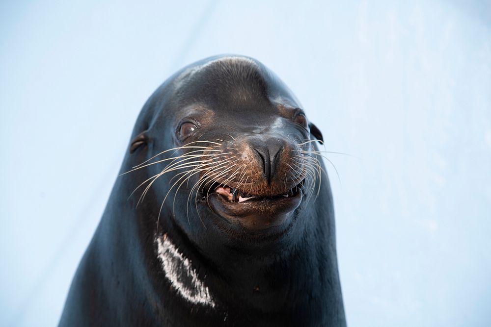 Sea lion face close up. 