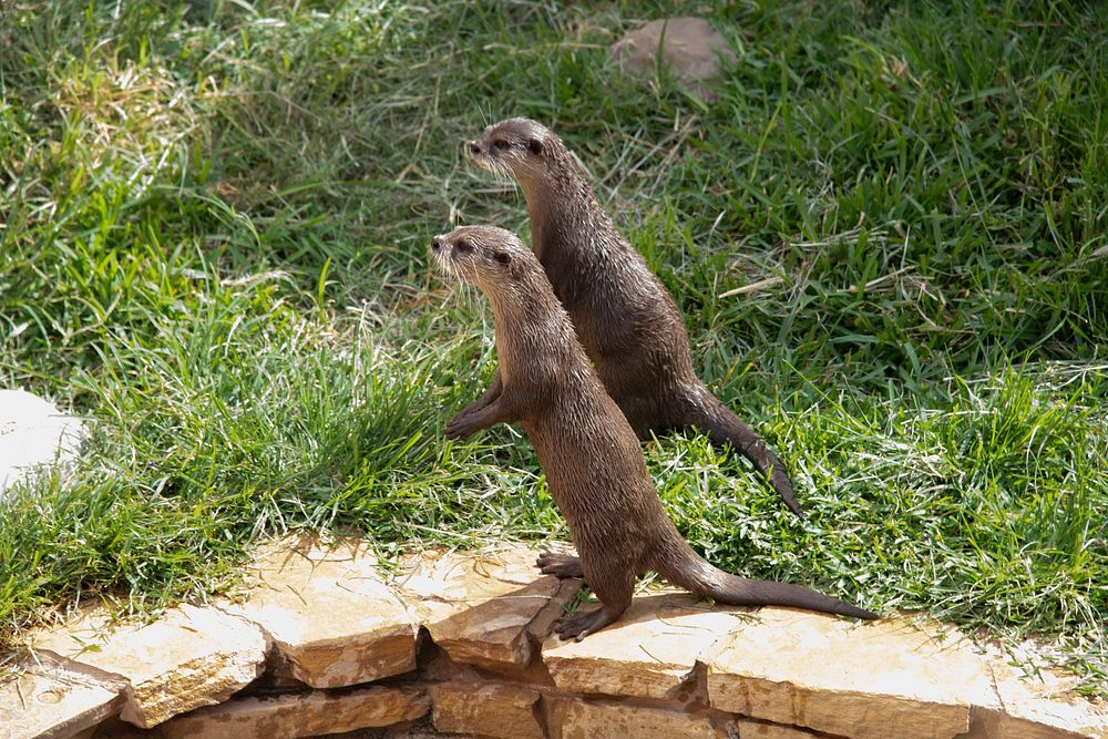 Otters at SeaWorld in San Antonio, TX, on July 27, 2022. USDA media by Lance Cheung. For more information on the U.S.…