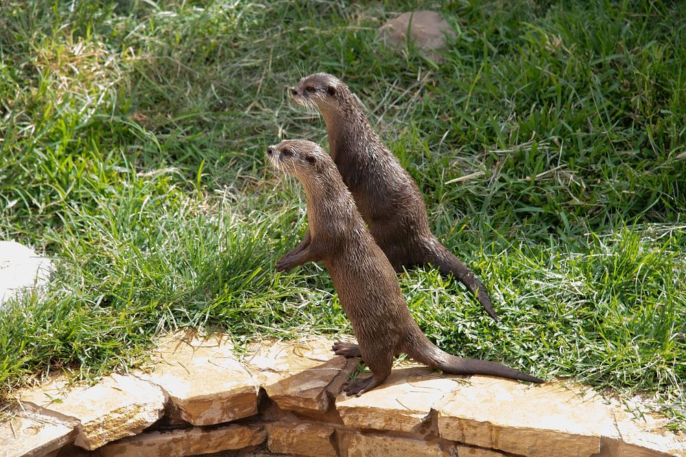 Otters SeaWorld San Antonio, TX, | Free Photo - rawpixel