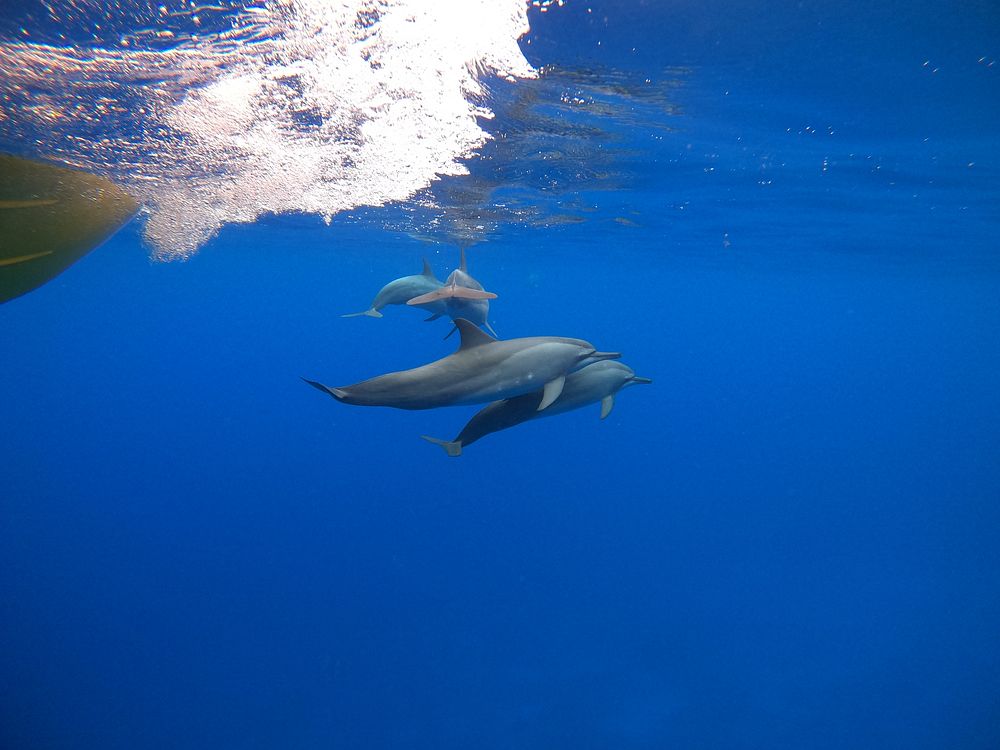 Dolphin, sealife, underwater photograph.