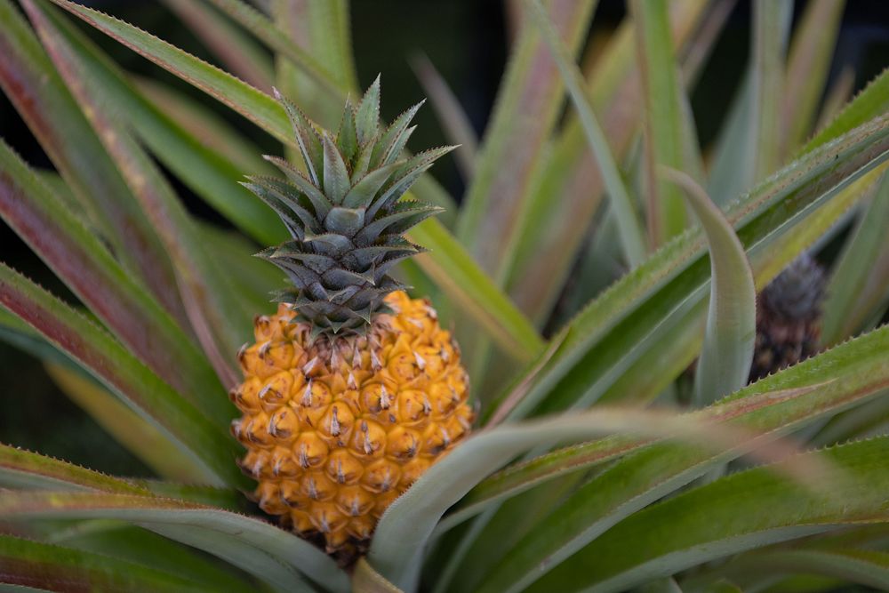 Pineapple plant, tropical fruit.