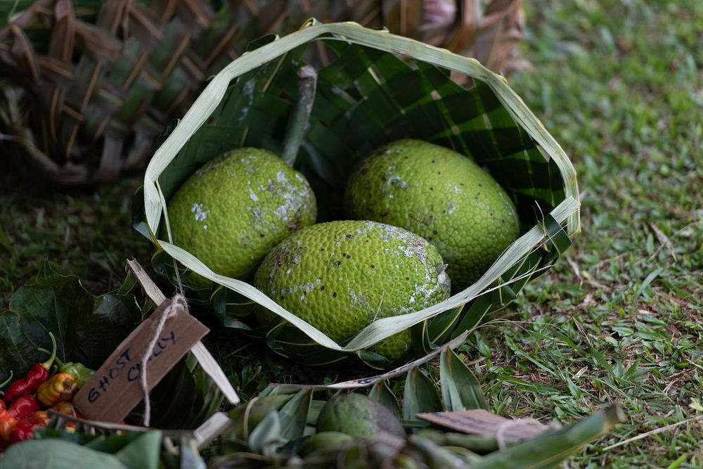 Organic breadfruit, tropical fruit.