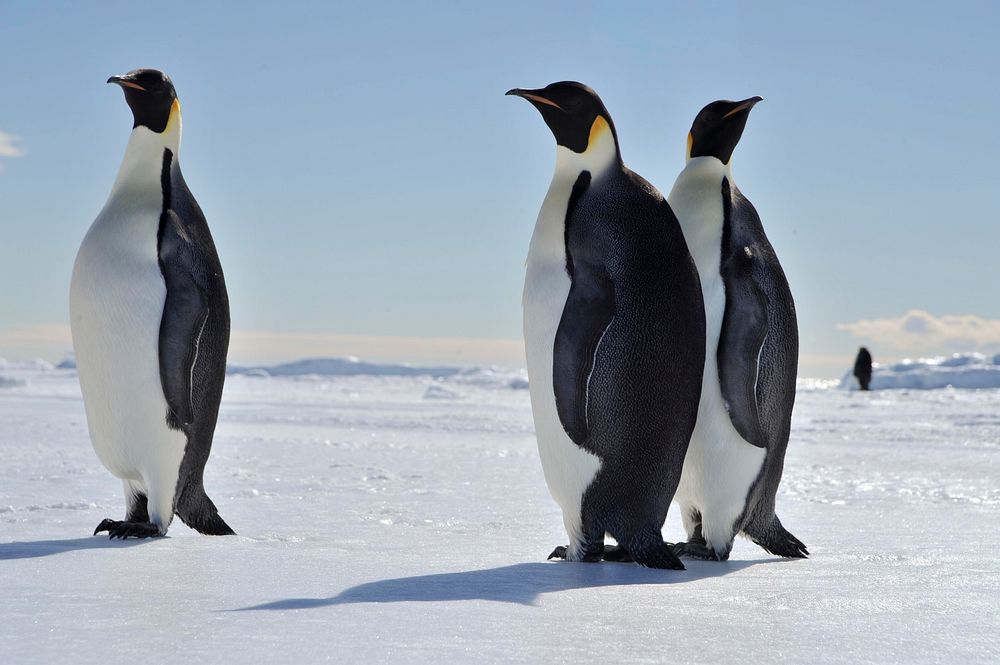 Arctic penguins, wildlife. Original public domain image from Flickr