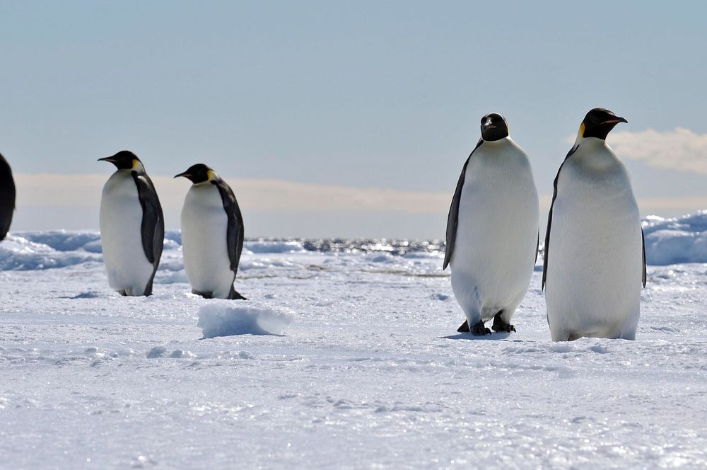 Arctic penguins, wildlife. Original public domain image from Flickr