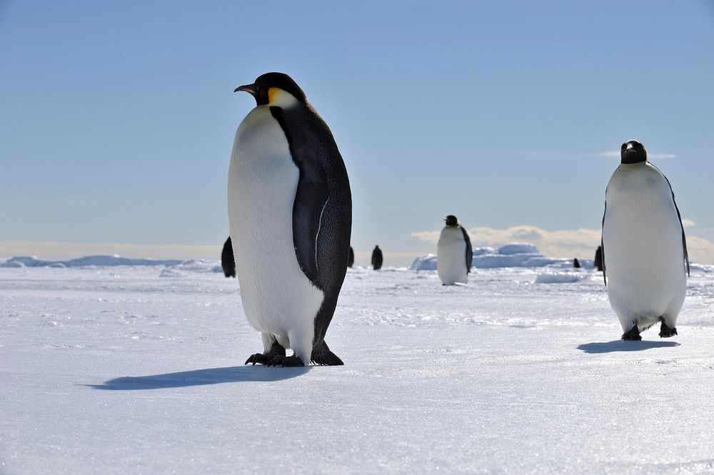 Arctic penguins, wildlife. Original public domain image from Flickr