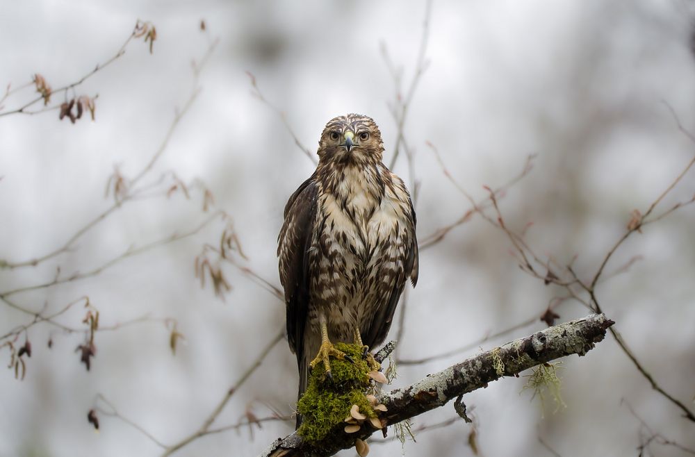 Red-tailed hawk, wild bird.