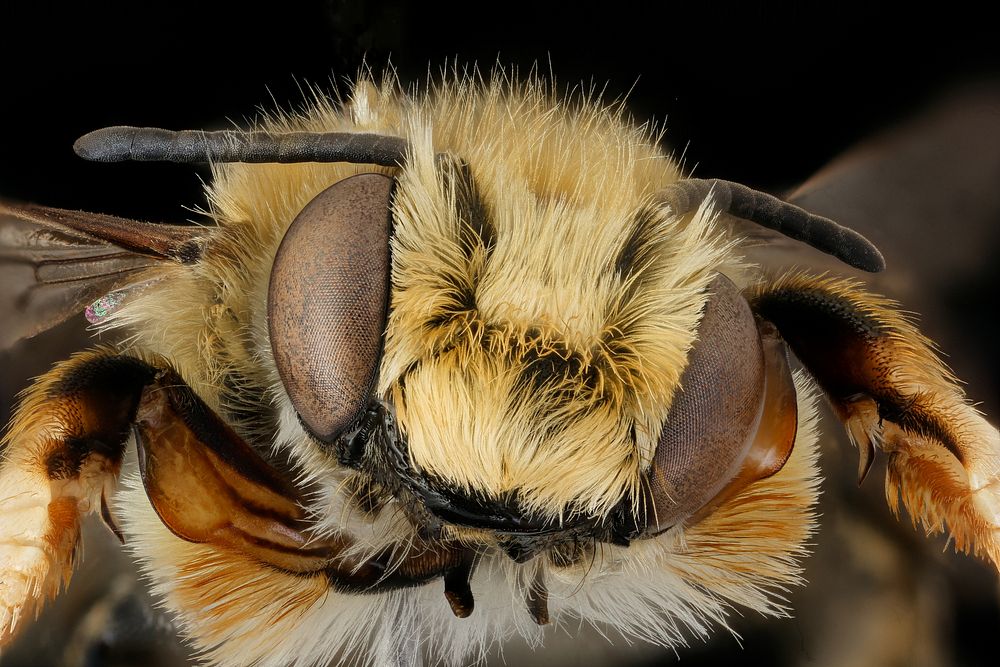 Bee, Megachile willughbiella, m, face, Wilde, Netherlands.