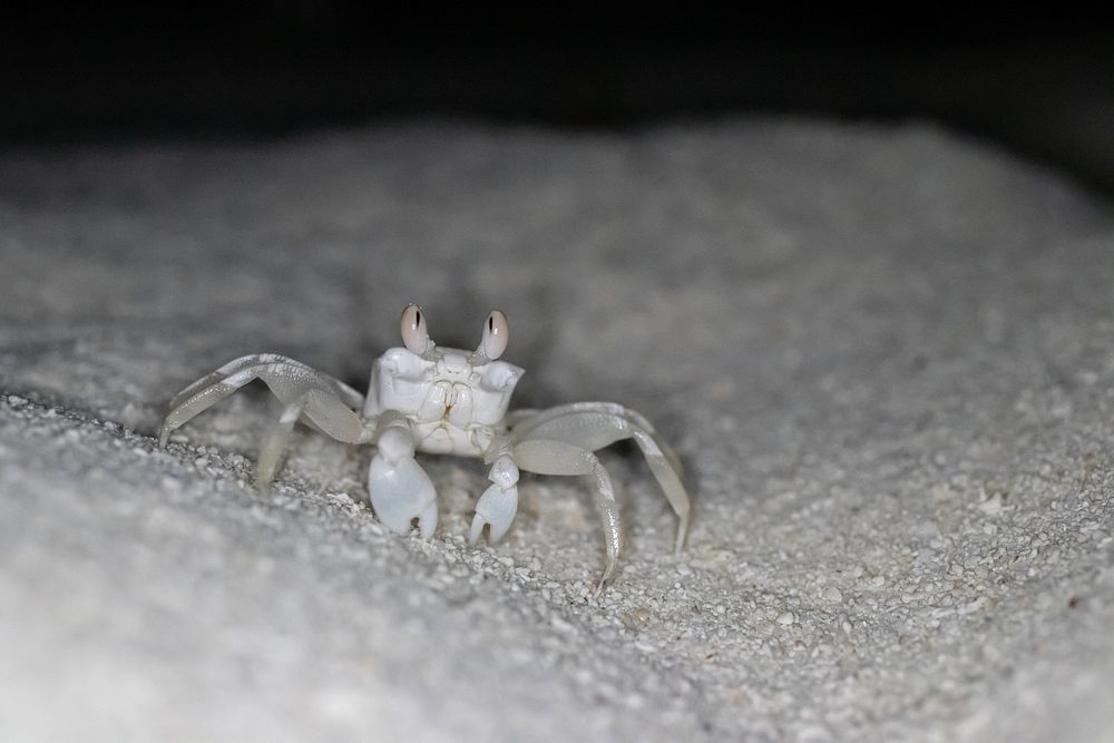 Midway ghost crabPallid ghost crab Free Photo rawpixel