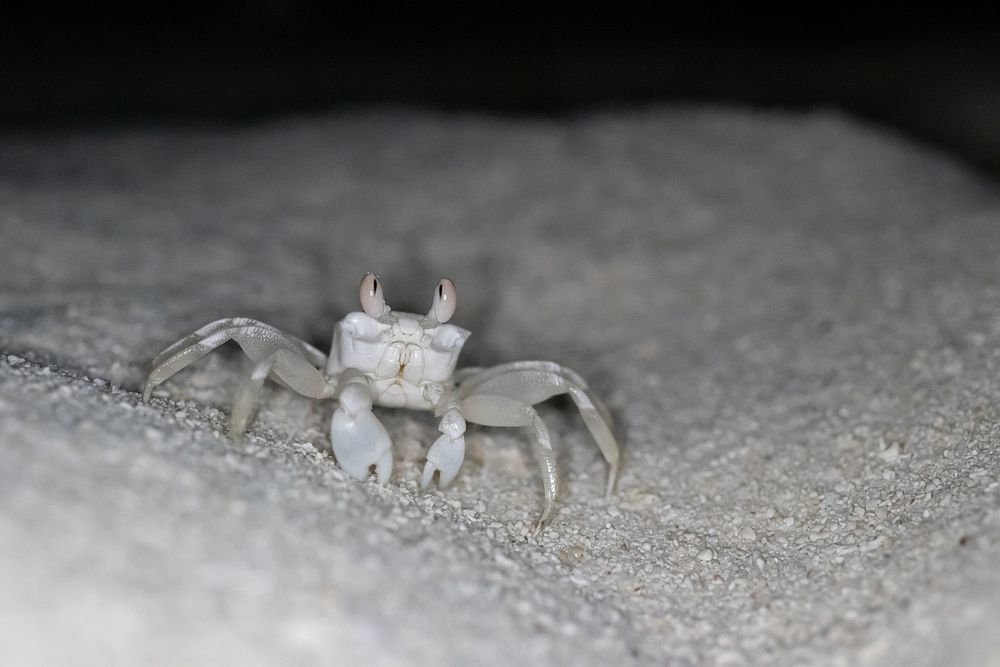 Midway ghost crabPallid ghost crab emerges from the sand on Midway Atoll National Wildlife Refuge, Aug. 15, 2022. USFWS…