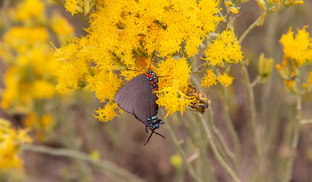 Great Purple Hairstreak (Atlides halesus)NPS/Bill Bjornstad Alt text: A black butterfly with red, white, and blue markings…