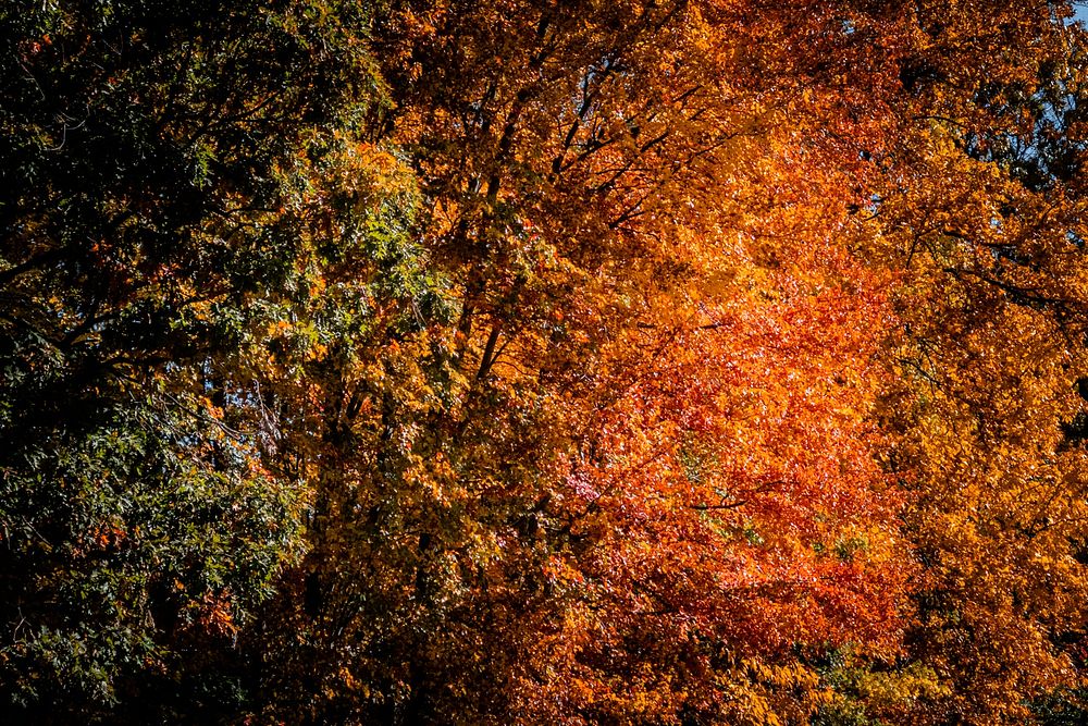 Fall colors of trees.