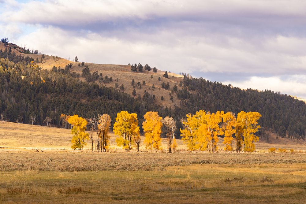 Fall color cottonwoods in Lamar ValleyNPS / Jacob W. Frank