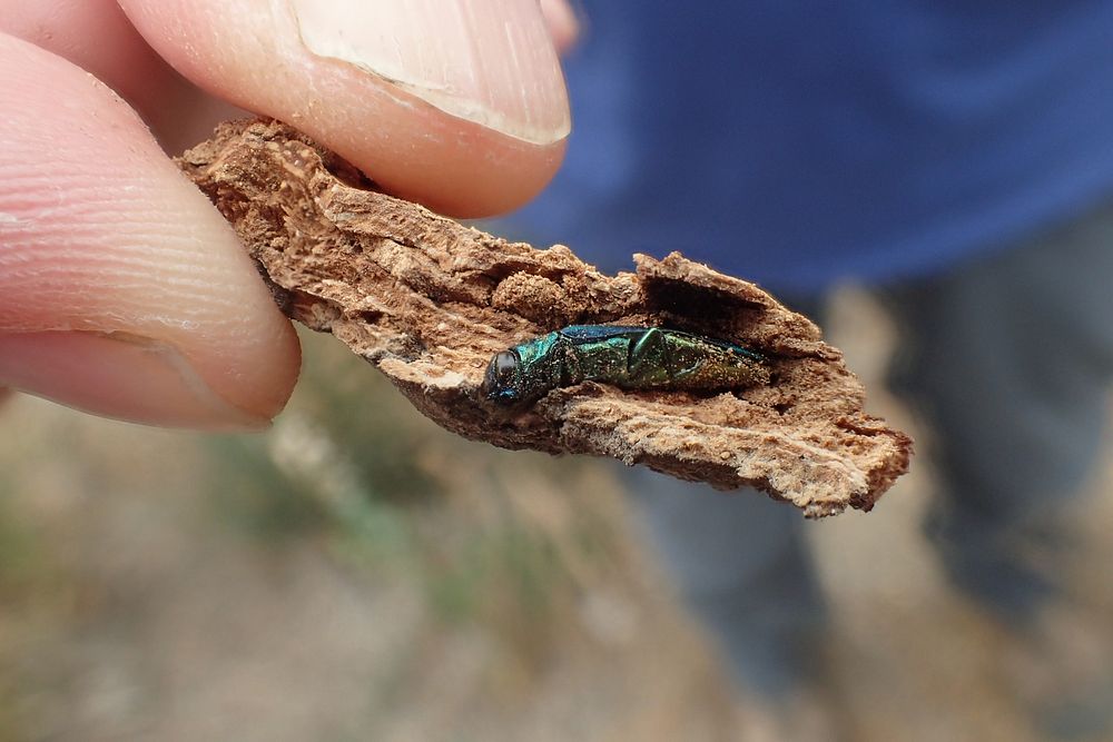 Emerald ash borerAn invasive emerald ash borer (Agrilus planipennis) is held on a piece of bark in Oregon, Aug. 19. 2022.…