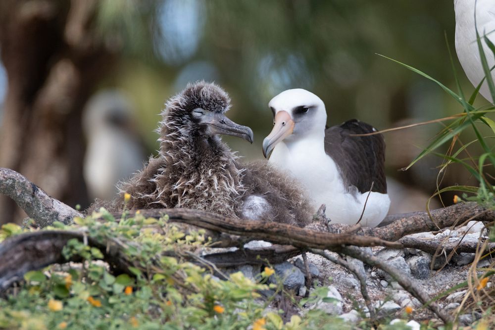 Laysan albatross on MidwayAn adult mōlī, or Laysan albatross, rests with its chick on a rocky nest area on Midway Atoll…