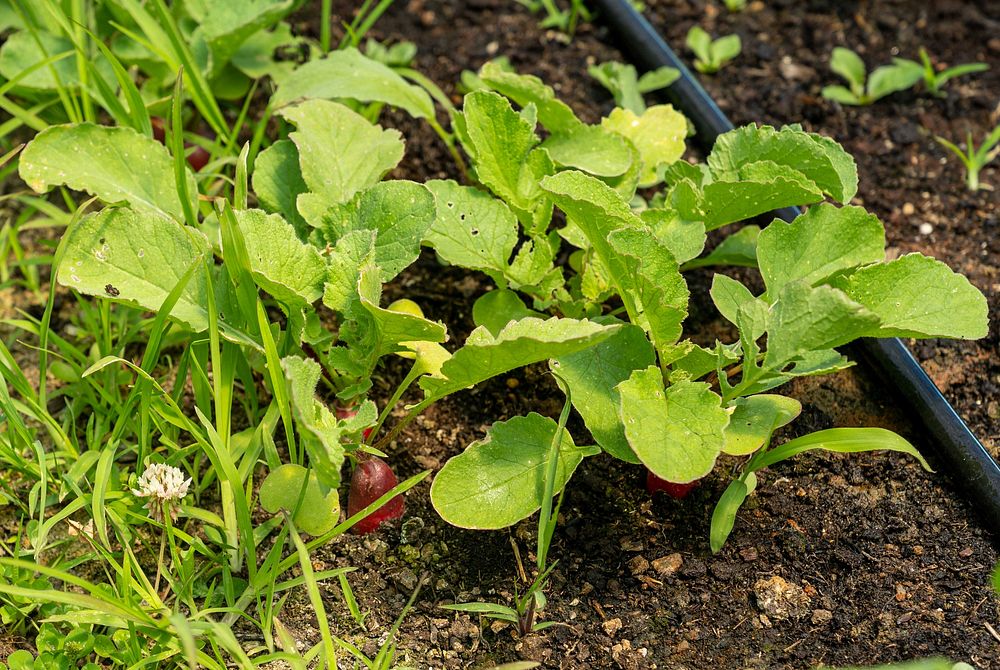 Teter Organic Farm and Retreat CenterA radish grows at Teter Organic Farm and Retreat Center in Noblesville, Indiana June…
