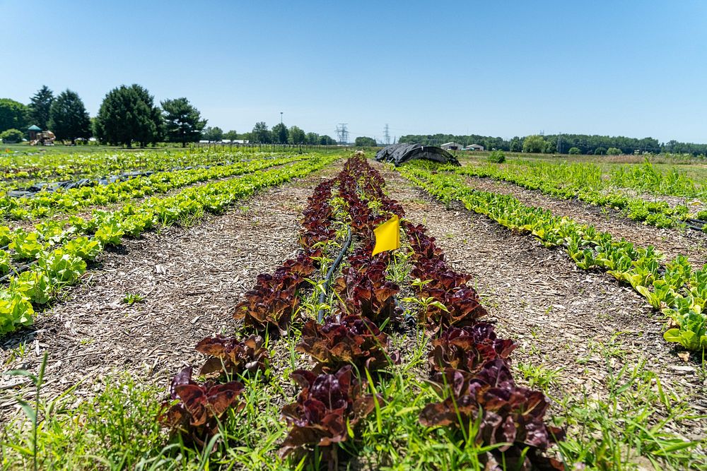 Teter Organic Farm and Retreat CenterLettuce grows at Teter Organic Farm and Retreat Center in Noblesville, Indiana June 21…
