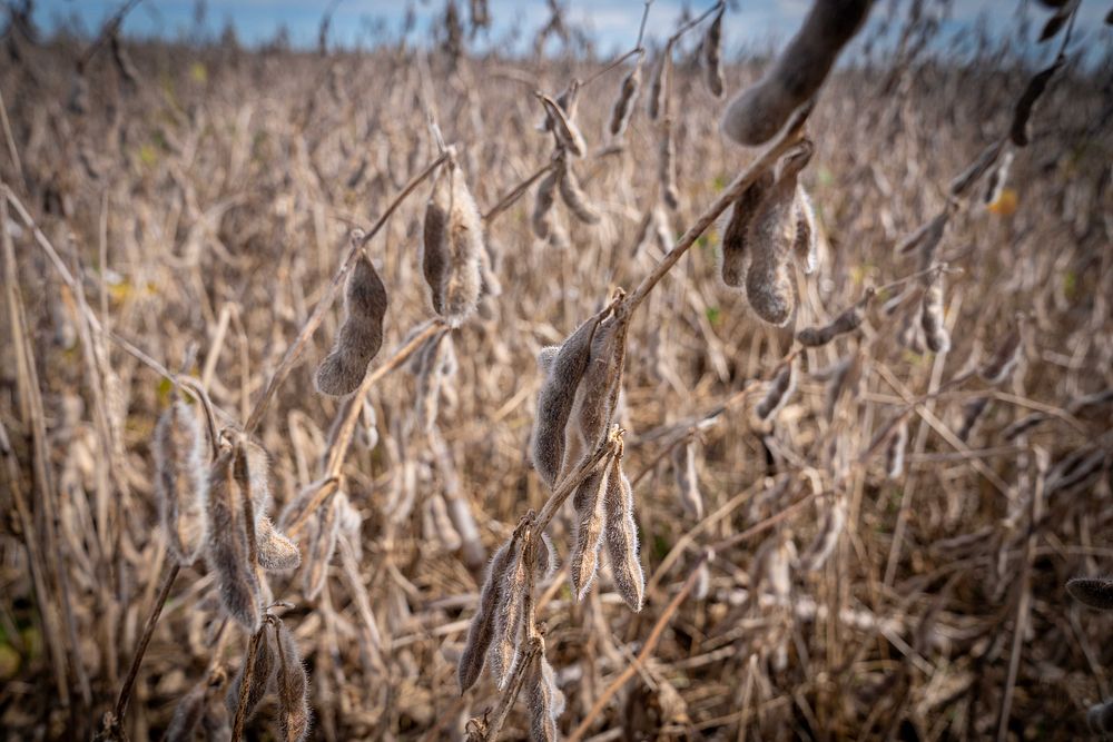 Mike Starkey Soybean HarvestSoybeans grow through corn residue from the previous season on Mike Starkey’s no-till farm in…